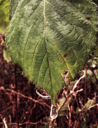 Frozen tear on leaf